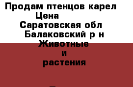 Продам птенцов карел › Цена ­ 2 500 - Саратовская обл., Балаковский р-н Животные и растения » Птицы   